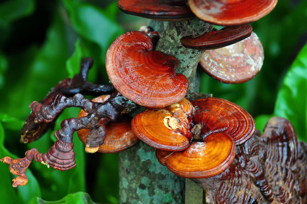 A Reishi mushroom growing in its natural woodland habitat, surrounded by lush green foliage and the rustic, earthy tones of the forest.